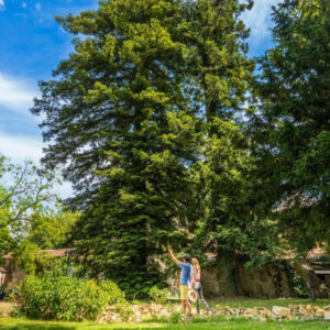 Teambuilding Arborifolia